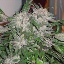 White Widow Express AUTO Feminised Seeds