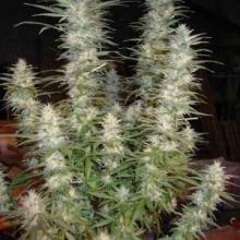 White Widow Feminised Seeds