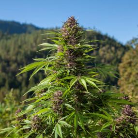 Outdoor UK Auto Feminised Seeds