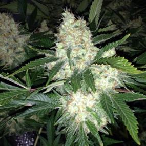 AK27 Express AUTO Feminised Seeds