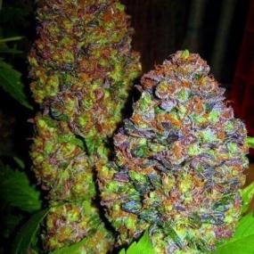 Blueberry Feminised Seeds