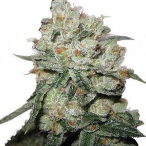 OG Kush Feminised Seeds