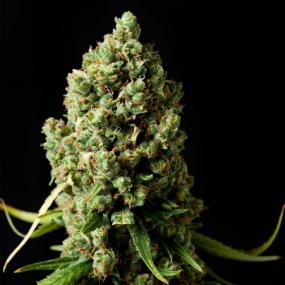 Original Skunk Feminised Seeds