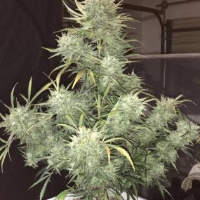 Strong Stuff Auto Feminised Seeds