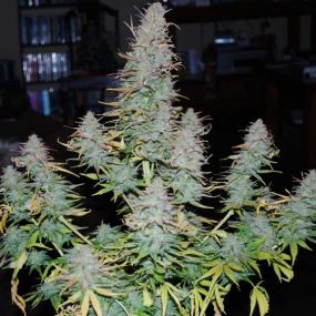 Strong Stuff Feminised Seeds