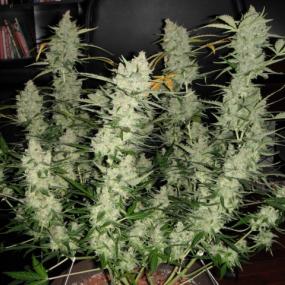 Super Kush Auto Feminised Seeds