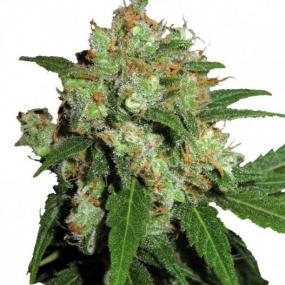 UK Cheesy Express AUTO Feminised Seeds