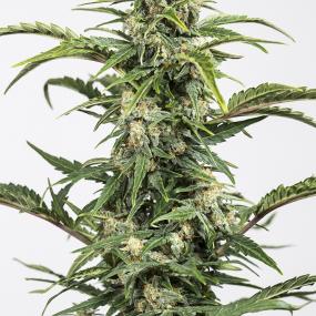 Harlequin_CBD_Feminised_Seeds