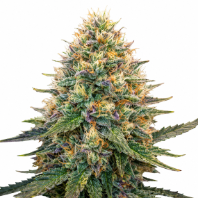 good-shit-feminised-seeds
