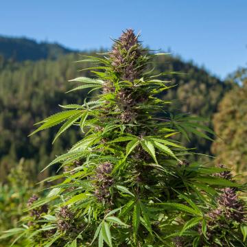 Outdoor UK Auto Feminised Seeds