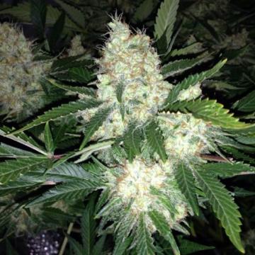 AK27 Express AUTO Feminised Seeds