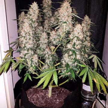 CBD Auto Feminised Seeds