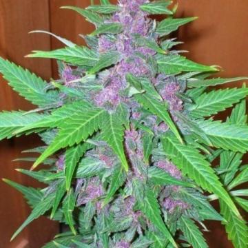 Good Shit Auto Feminised Seeds