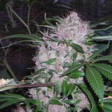 Northern Lights Feminised Seeds