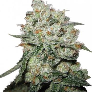 OG Kush Feminised Seeds