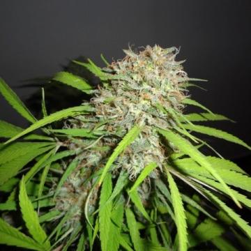 Original Skunk Express AUTO Feminised Seeds