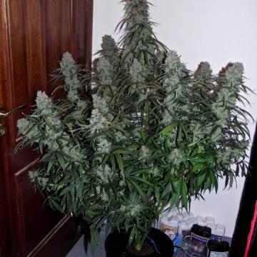 Quick Flowering THC Feminised Seeds