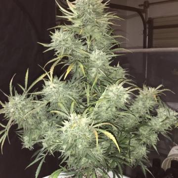 Strong Stuff Auto Feminised Seeds