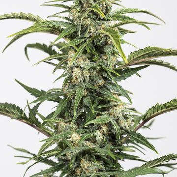 Harlequin_CBD_Feminised_Seeds