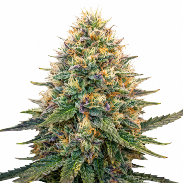 good-shit-feminised-seeds